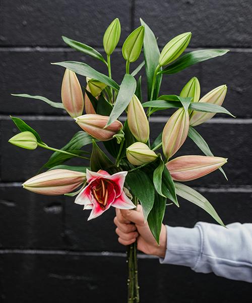 Pink Marlon Oriental Lilies