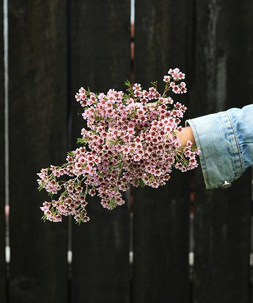 Waxflower