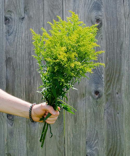 Solidago