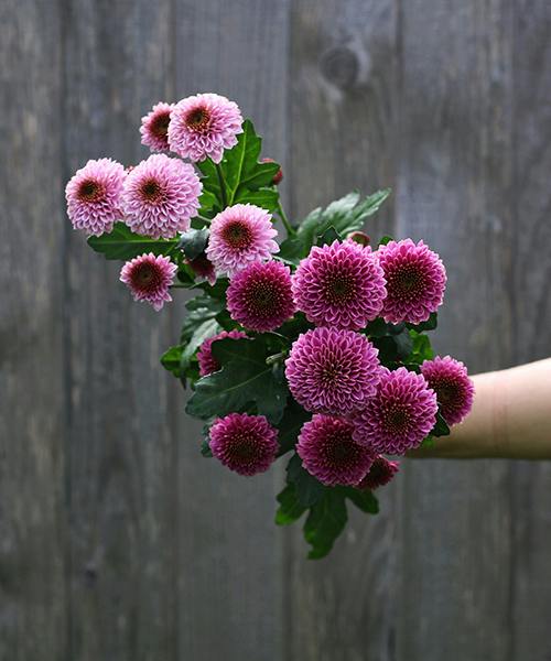 Doria Spray Mums