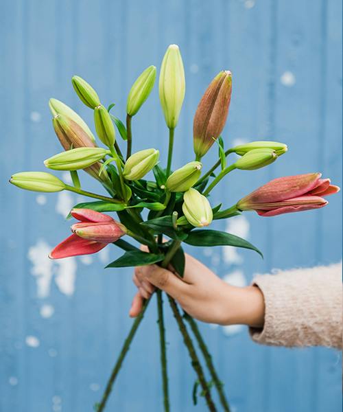 Asiatic Lilies