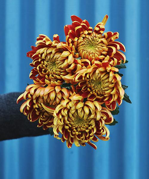 Fuego Mums