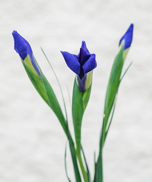Irises
