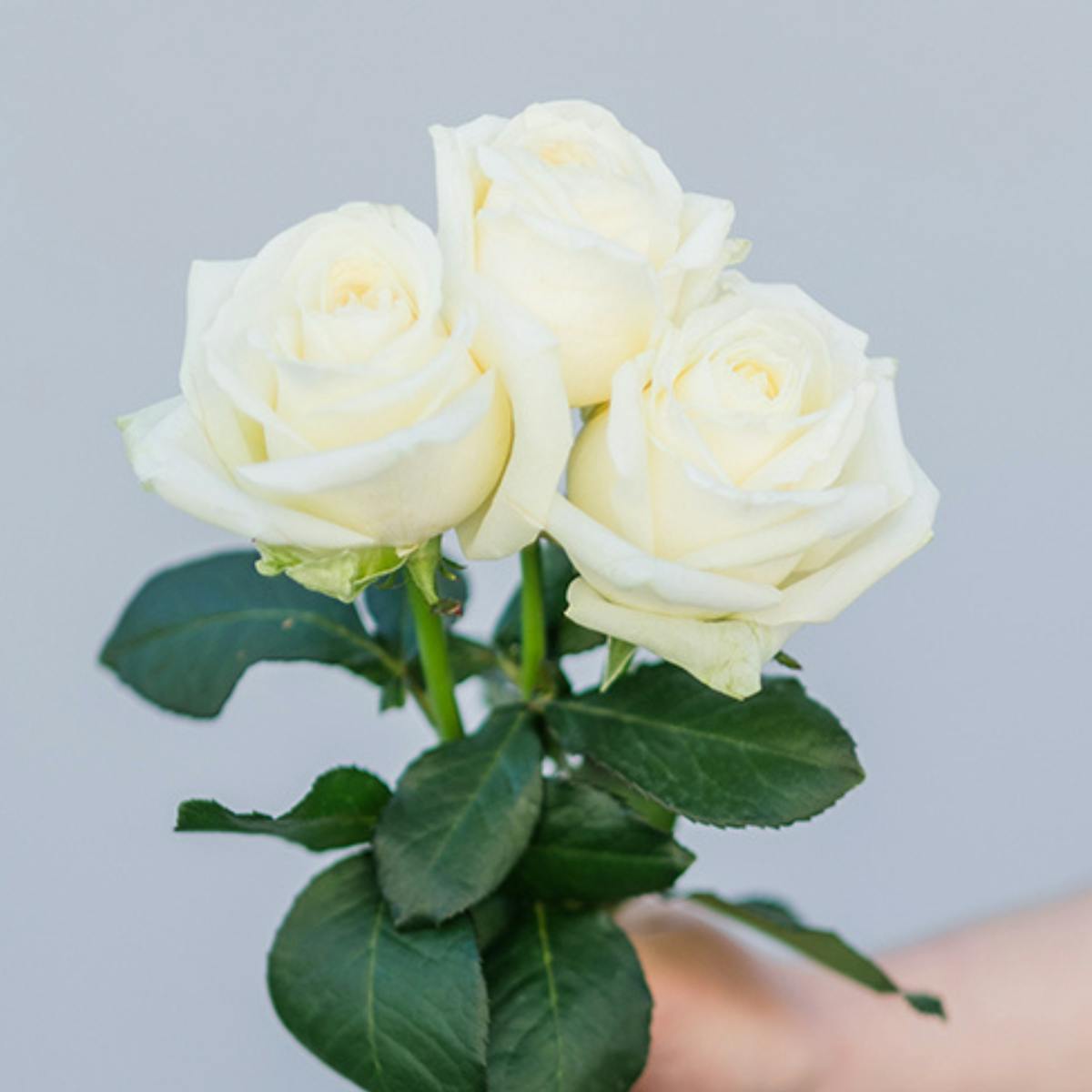 What Flower You Are Based On Your Horoscope