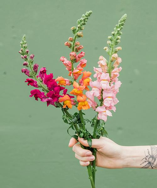 Snapdragons
