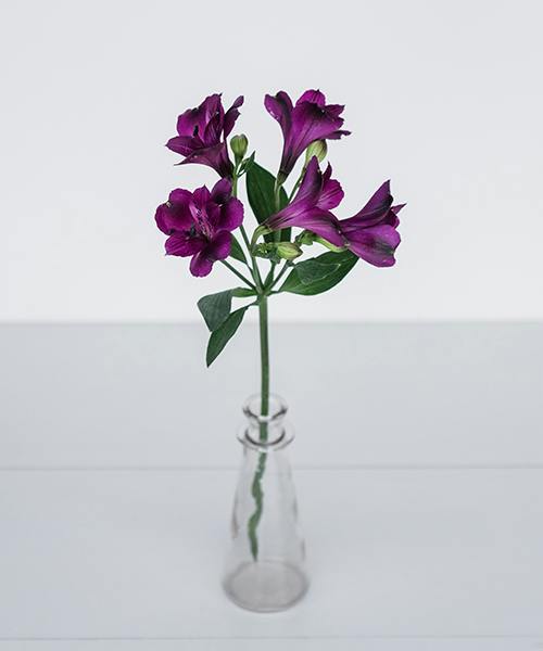 Alstroemeria