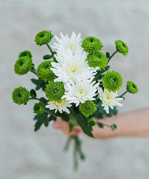 Spray Mums