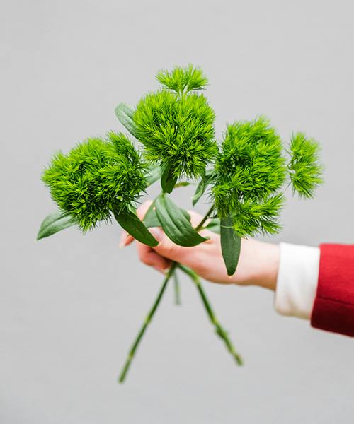 Dianthus