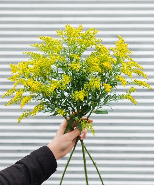 Solidago
