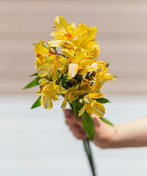 Alstroemeria