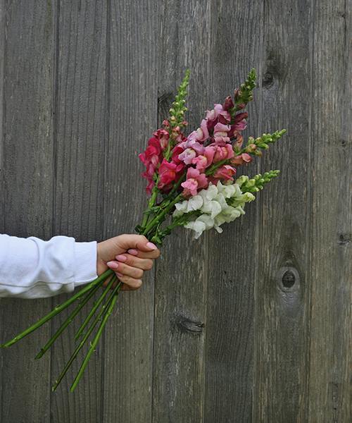 Snapdragons