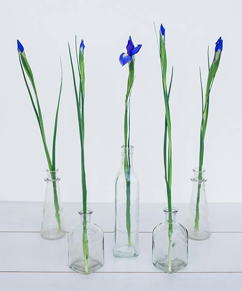 Irises