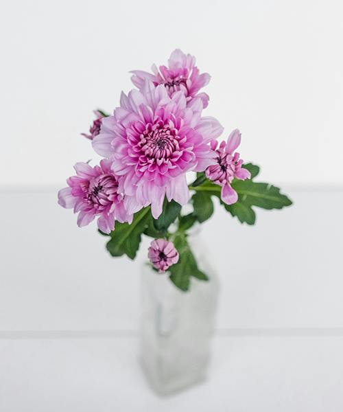 Spray Mums