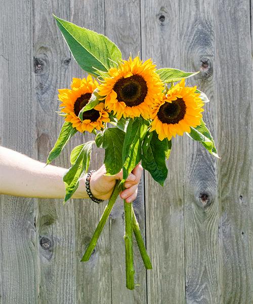 Sunflowers