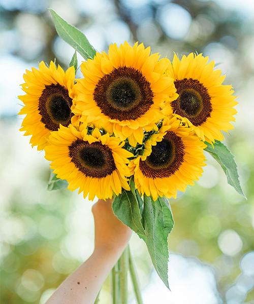 Sunflowers