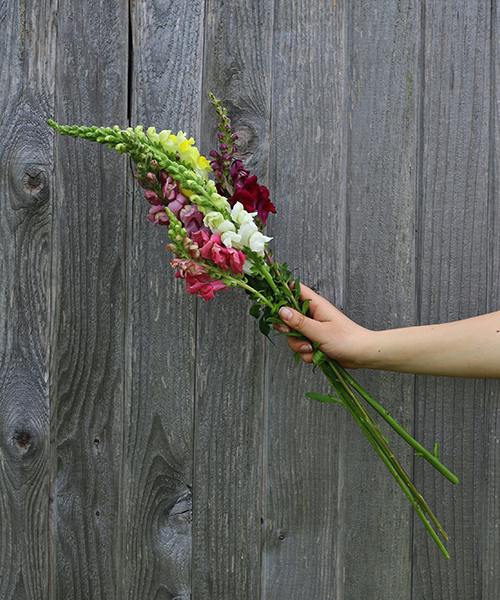 Snapdragons