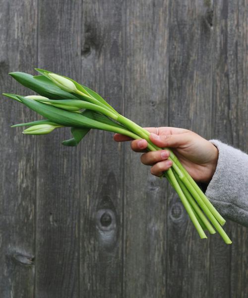 White Flag Tulips