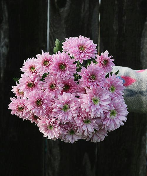 Romance Chrysanthemums