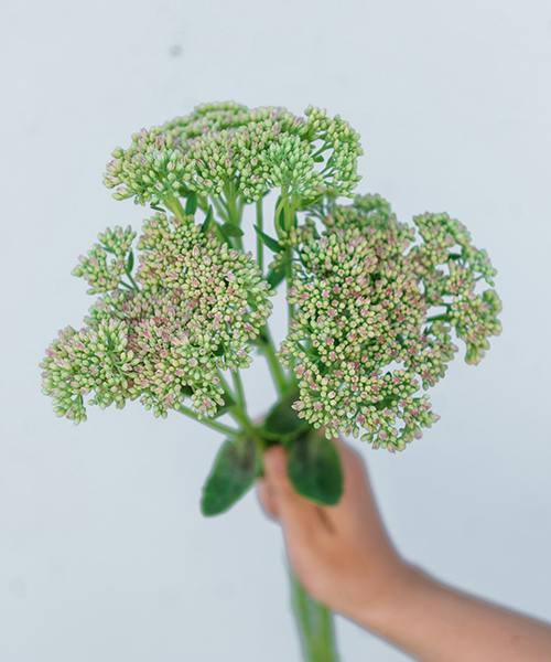 Sedum