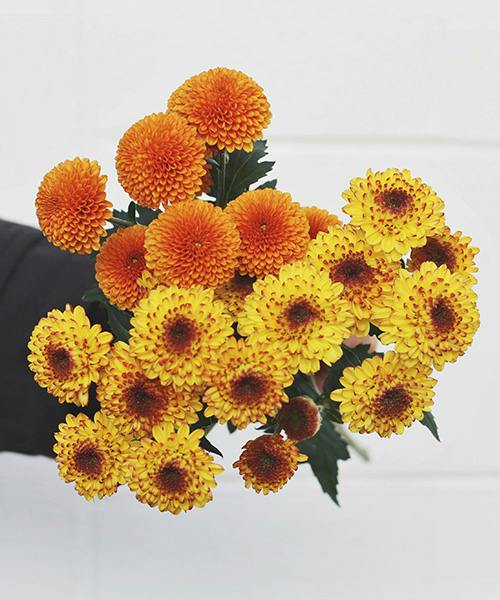 Opera/Fireball Spray Mums