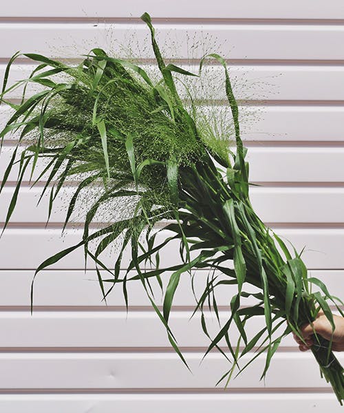 Ornamental Grass