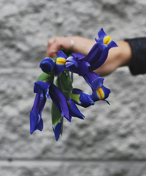 Irises