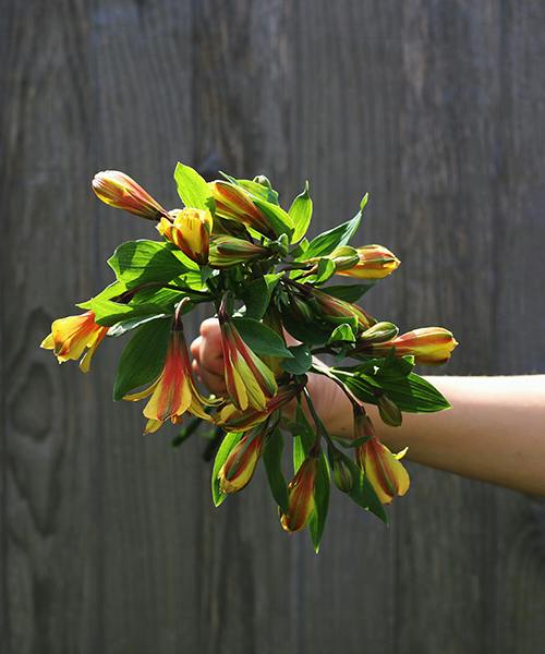 Alstroemeria