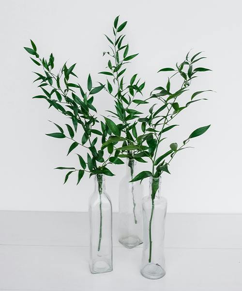 Italian Ruscus