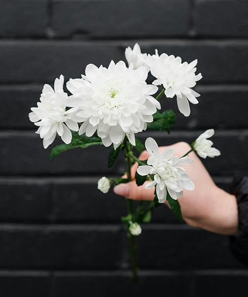 Spray Mums