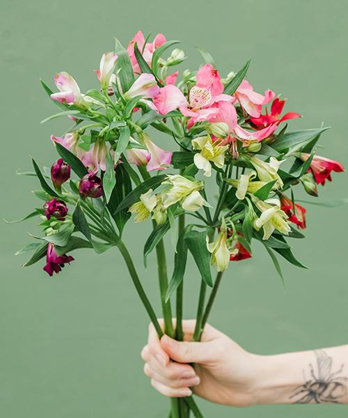 Alstroemeria