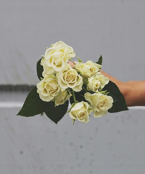 White Spray Roses