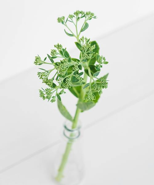 Sedum