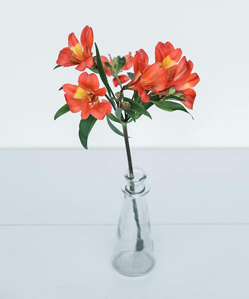Alstroemeria