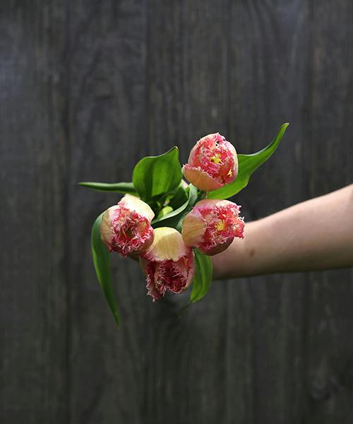 Fran Frills fringed Tulips