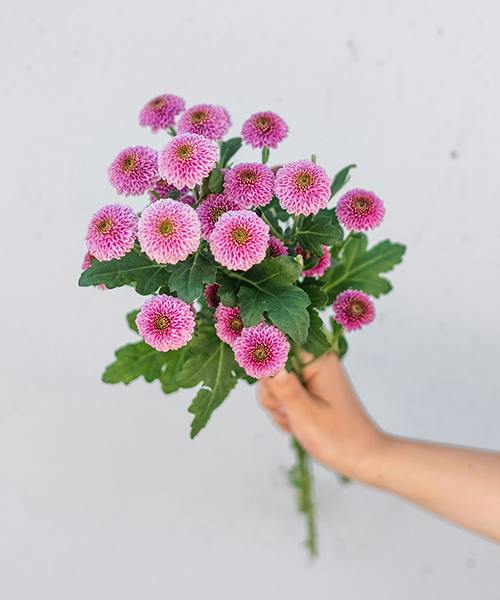 Doria Spray Mums
