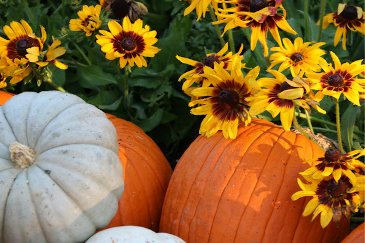 What Flower You Are Based On Your Horoscope
