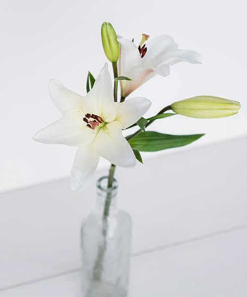 Asiatic Lilies