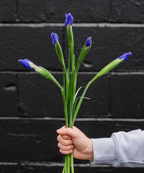 Irises