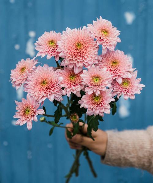 Spray Mums