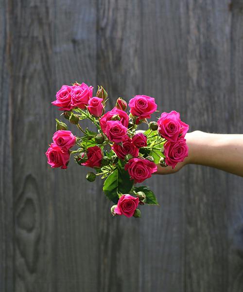 Spray Roses