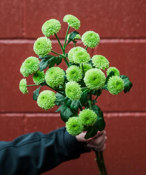 Feeling Green Spray Mums