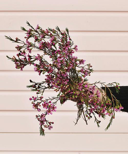 Waxflower