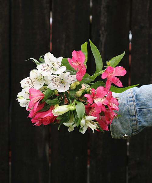 Alstroemeria