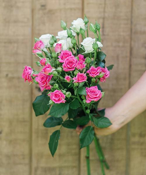 Spray Roses