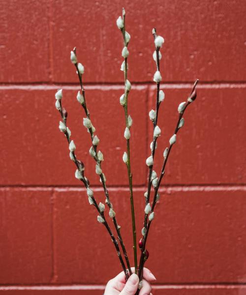 Pussywillow