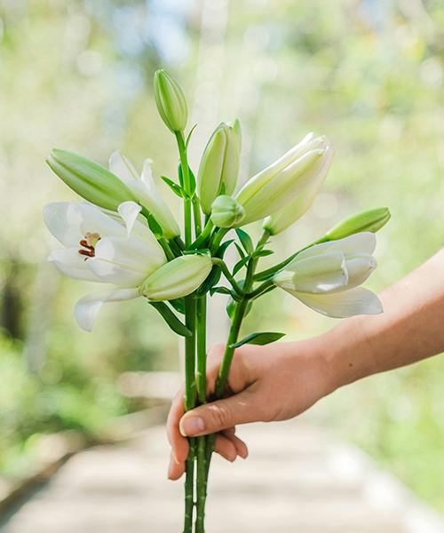 Asiatic Lilies