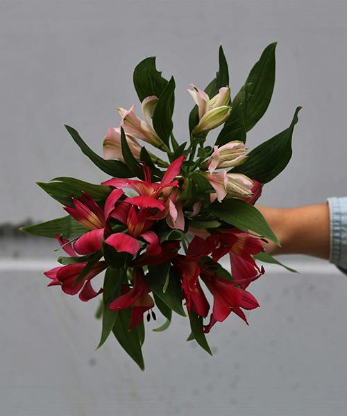Pink Alstroemeria