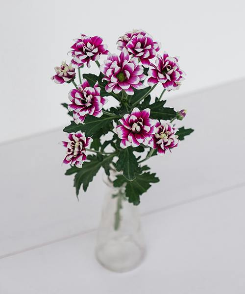 Spray Mums