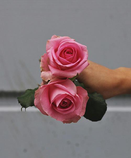 Bright Pink Revival Roses
