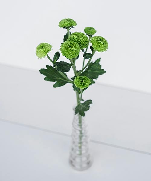 Spray Mums